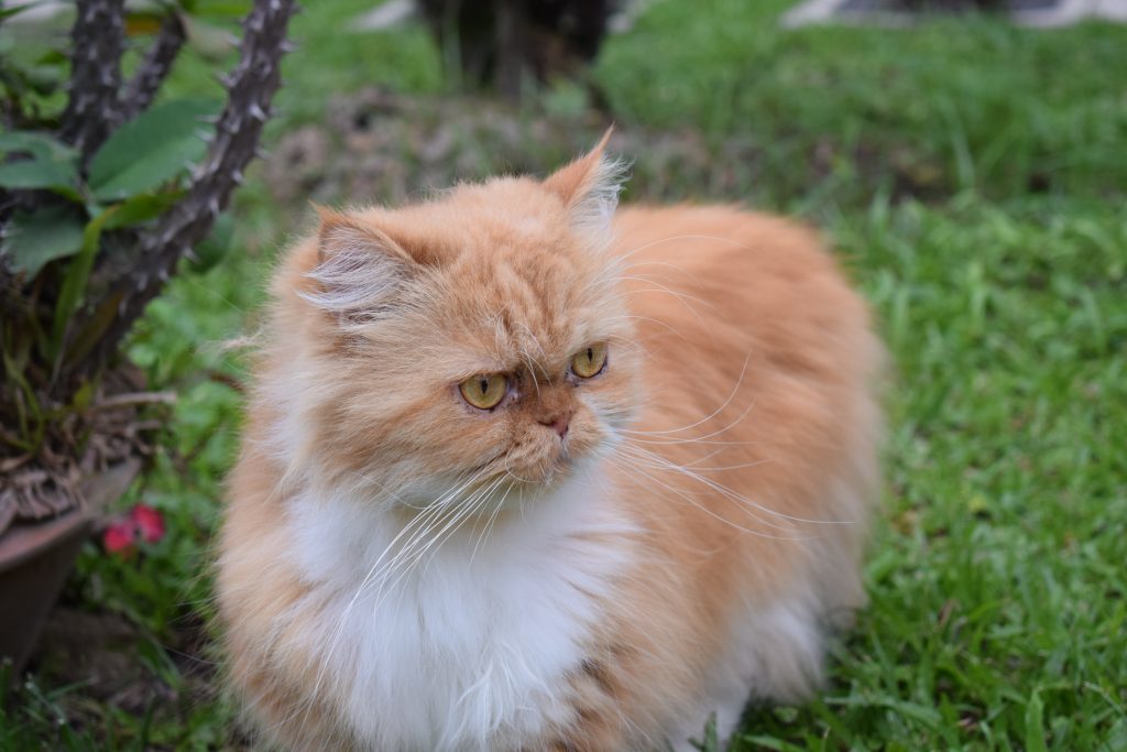 Freya